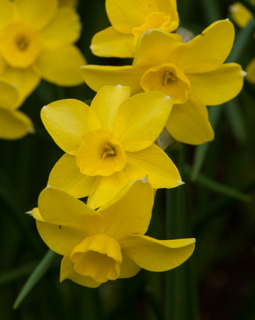X 100 NARCISSUS SABROSA