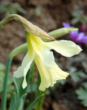 X 100 NARCISSUS W.P. MILNER