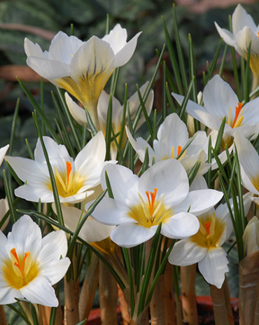 X 100 CROCUS SPECIE CHR. SNOWBUNTING