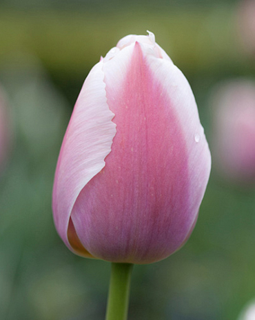 X 100 TULIPA OLLIOULES