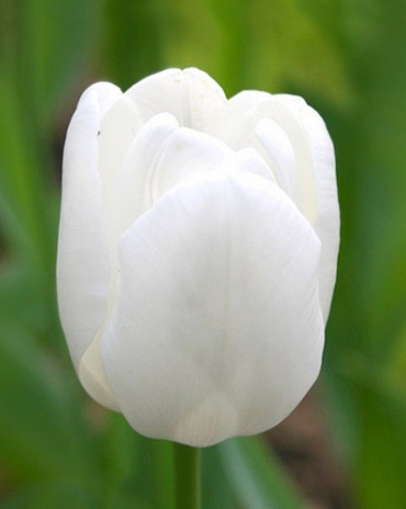 X 100 TULIPA PIM FORTUYN