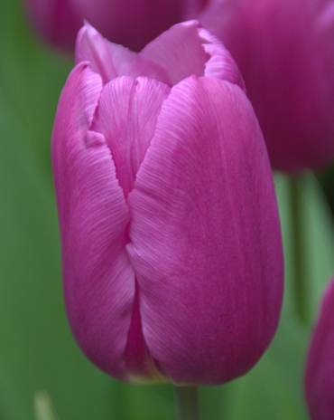 X 100 TULIPA BLUE BEAUTY