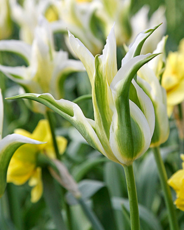 X 100 TULIPA GREENSTAR