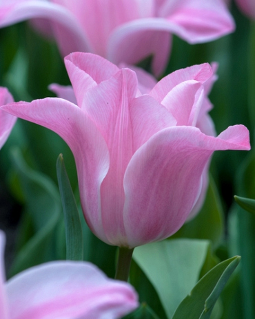 X 100 TULIPA MISS ELEGANCE