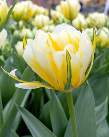 X 100 TULIPA SWEET VALLEY