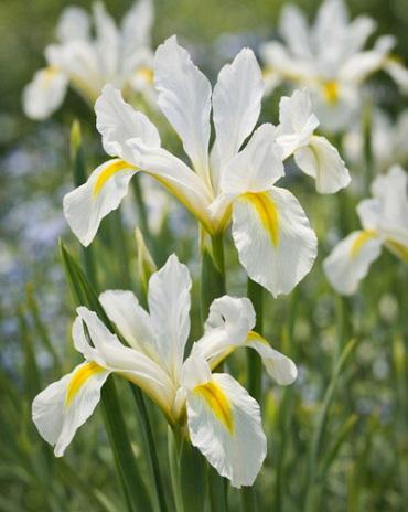 X 100 IRIS RETICULATA LOUISE