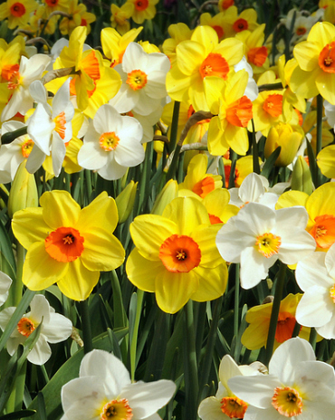 PAKKET 10 x 100 NARCISSEN