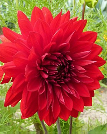 X 10 DAHLIA GARDEN WONDER
