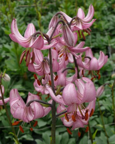 X   25 LILIUM MARTAGON CANDY MORNING