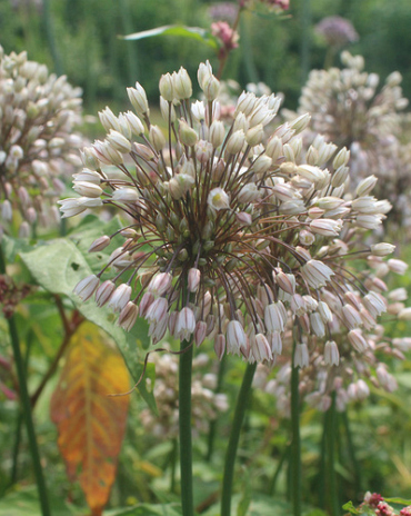 X 100 ALLIUM CONVALLARIOIDES PINK