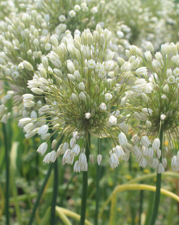 X 100 ALLIUM CONVALLARIOIDES WHITE