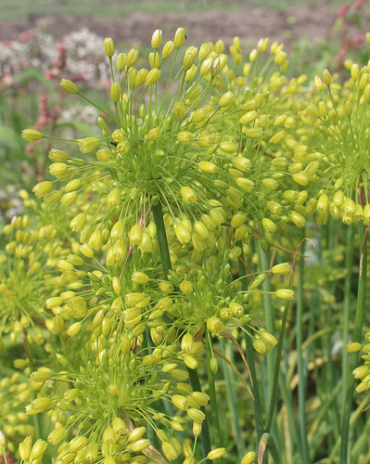 X 100 ALLIUM CONVALLARIOIDES YELLOW