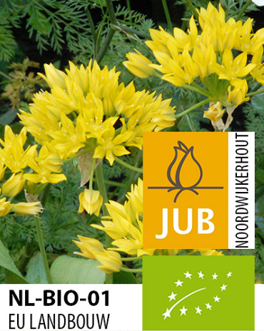 X 100 BIO ALLIUM MOLY JEANNINE