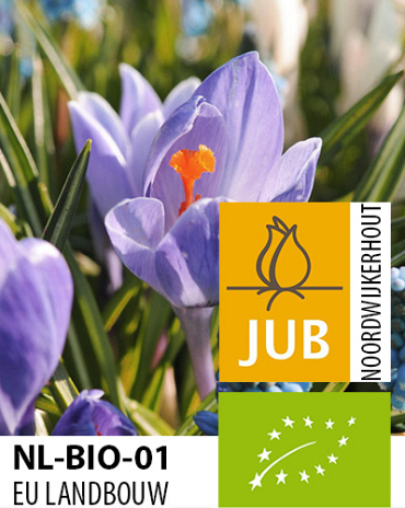 X 100 BIO CROCUS AQUA