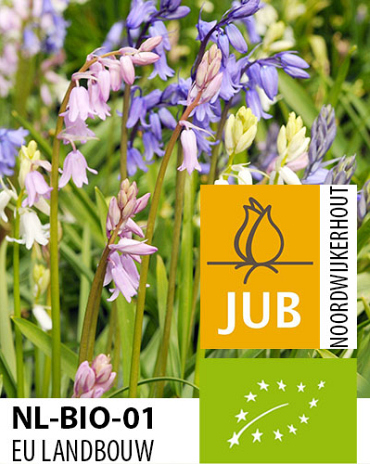 X 100 BIO HYACINTHOIDES HISPANICA MIX