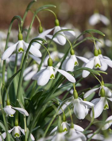 X 100 GALANTHUS ELWESII MOUNT EVEREST