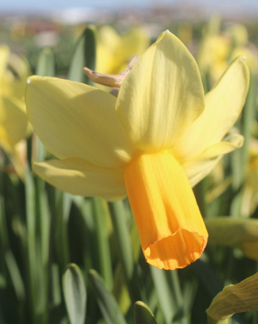 X 100 NARCISSUS FIDAN