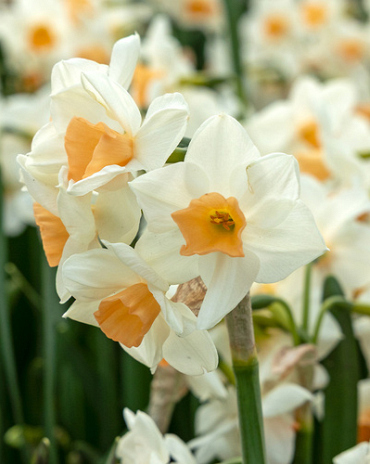 X 100 NARCISSUS KAPITI PEACH