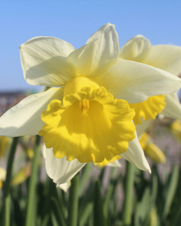 X 100 NARCISSUS MELYOR