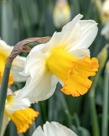 X 100 NARCISSUS ORANGE SUNSET
