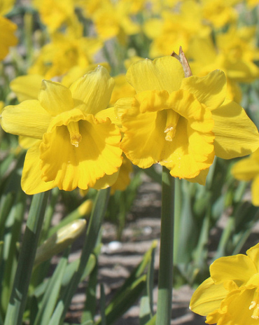 X 100 NARCISSUS SAY CHEESE