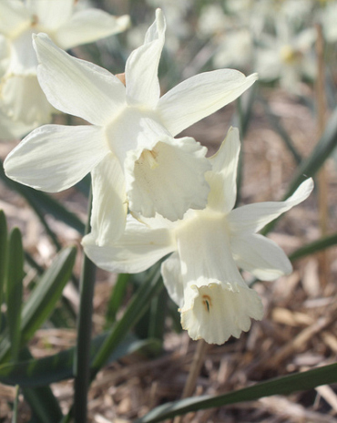 X 100 NARCISSUS SNOW BABY