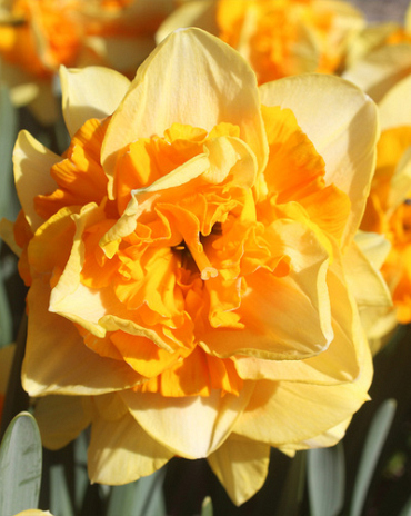 X 100 NARCISSUS SUN CATCHERS