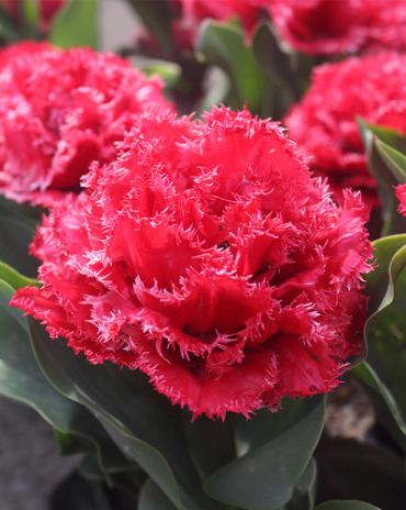 X 100 TULIPA BENDIGO