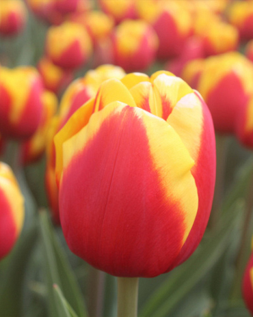 X 100 TULIPA JUMPSHOT
