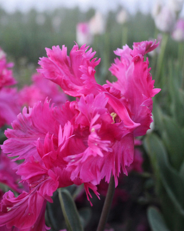 X 100 TULIPA POWER PARROT