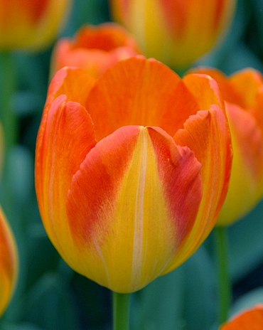 X 100 TULIPA PRINZ ARMIN