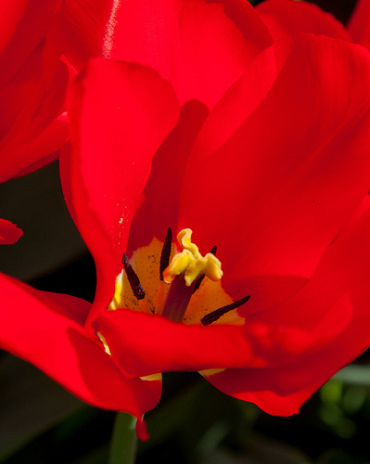 X 100 TULIPA RED PURISSIMA