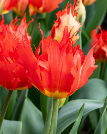 X 100 TULIPA ROBBEDOES
