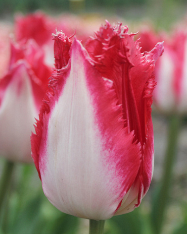 X 100 TULIPA SWEET SIMONE