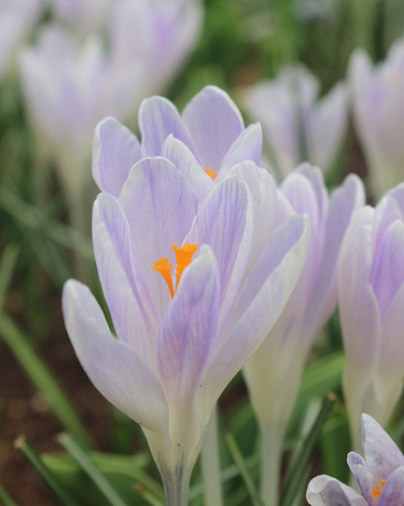 X 250 CROCUS CANDLELIGHT