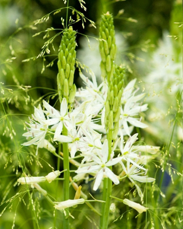 X   25 CAMASSIA LEICHTLINII SACAJAWEA