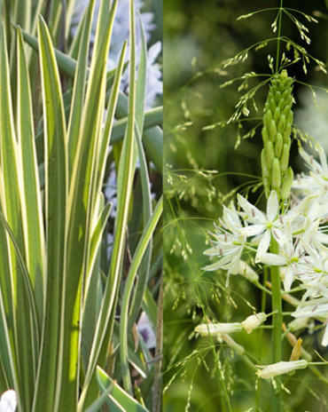 X   25 CAMASSIA LEICHTLINII SACAJAWEA