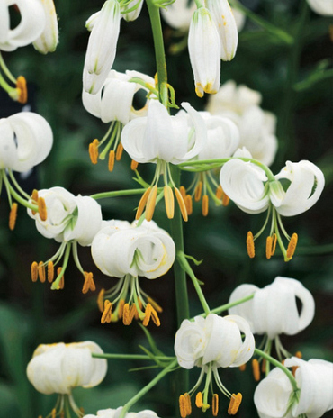 X   25 LILIUM MARTAGON SNOWY MORNING