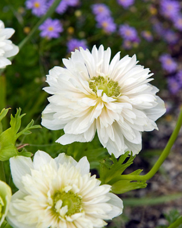 X 100 ANEMONE CORONARIA MOUNT EVEREST