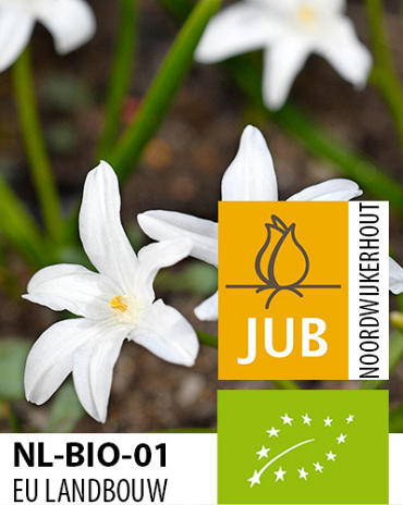 X 100 BIO CHIONODOXA LUCILIAE ALBA