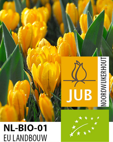 X 100 BIO CROCUS GOLDEN YELLOW