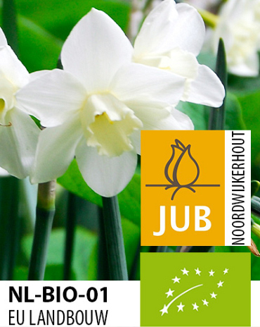 X 100 BIO NARCISSUS PUEBLO