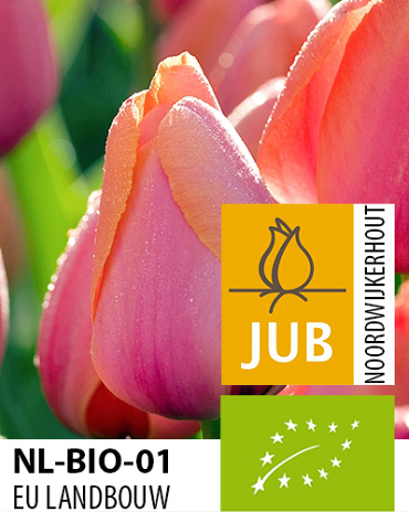 X 100 BIO TULIPA AD REM