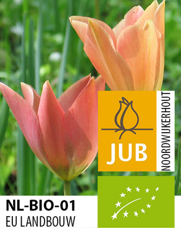 X 100 BIO TULIPA BATALINII BRONZE CHARM