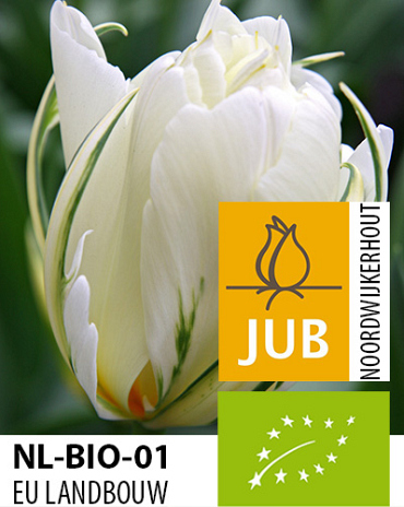 X 100 BIO TULIPA EXOTIC EMPEROR