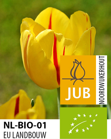 X 100 BIO TULIPA FREEDOM FLAME