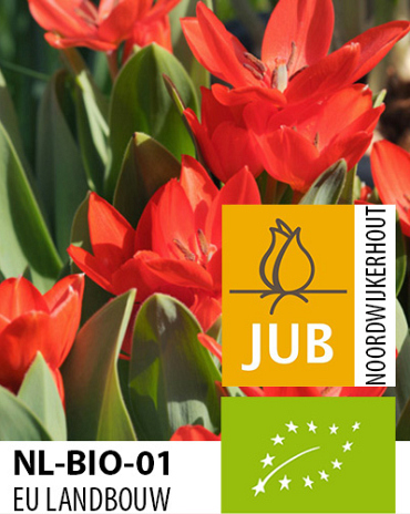 X 100 BIO TULIPA PRAESTANS ZWANENBURG