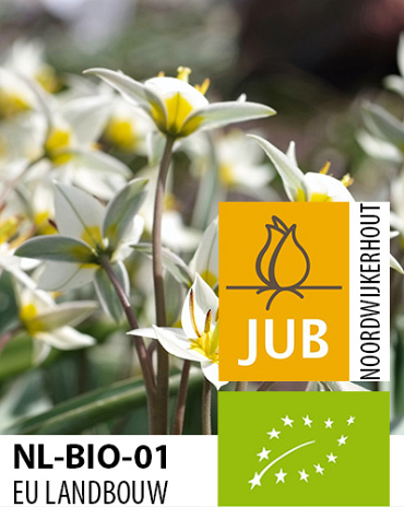 X 100 BIO TULIPA TURKESTANICA