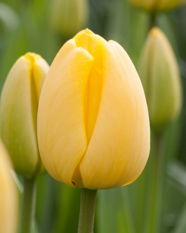 X 100 TULIPA GOLDEN APELDOORN