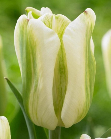 X 100 TULIPA GREEN SPIRIT